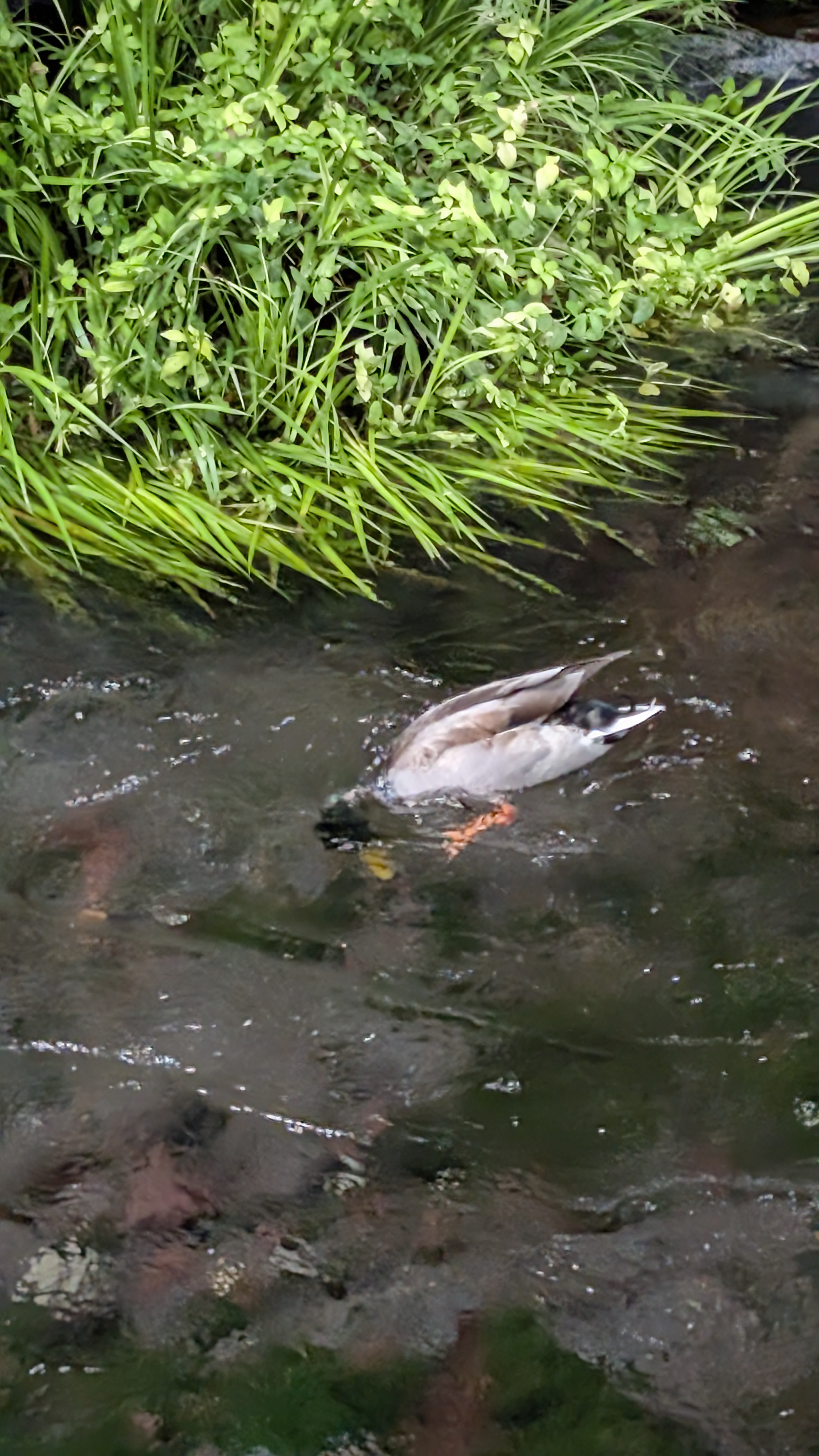 Ente mit Kopf im unterwasser