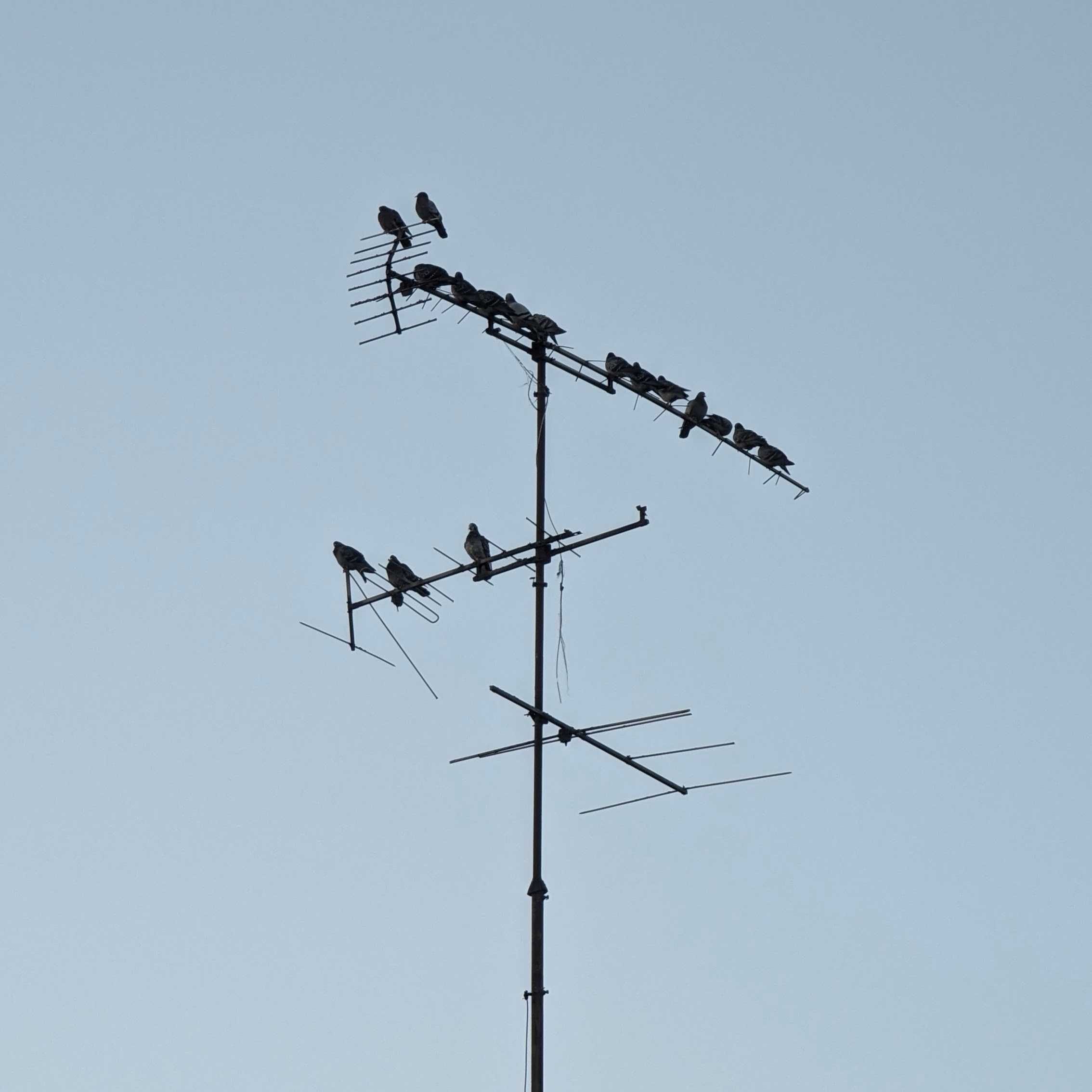 Vögel auf der Antenne