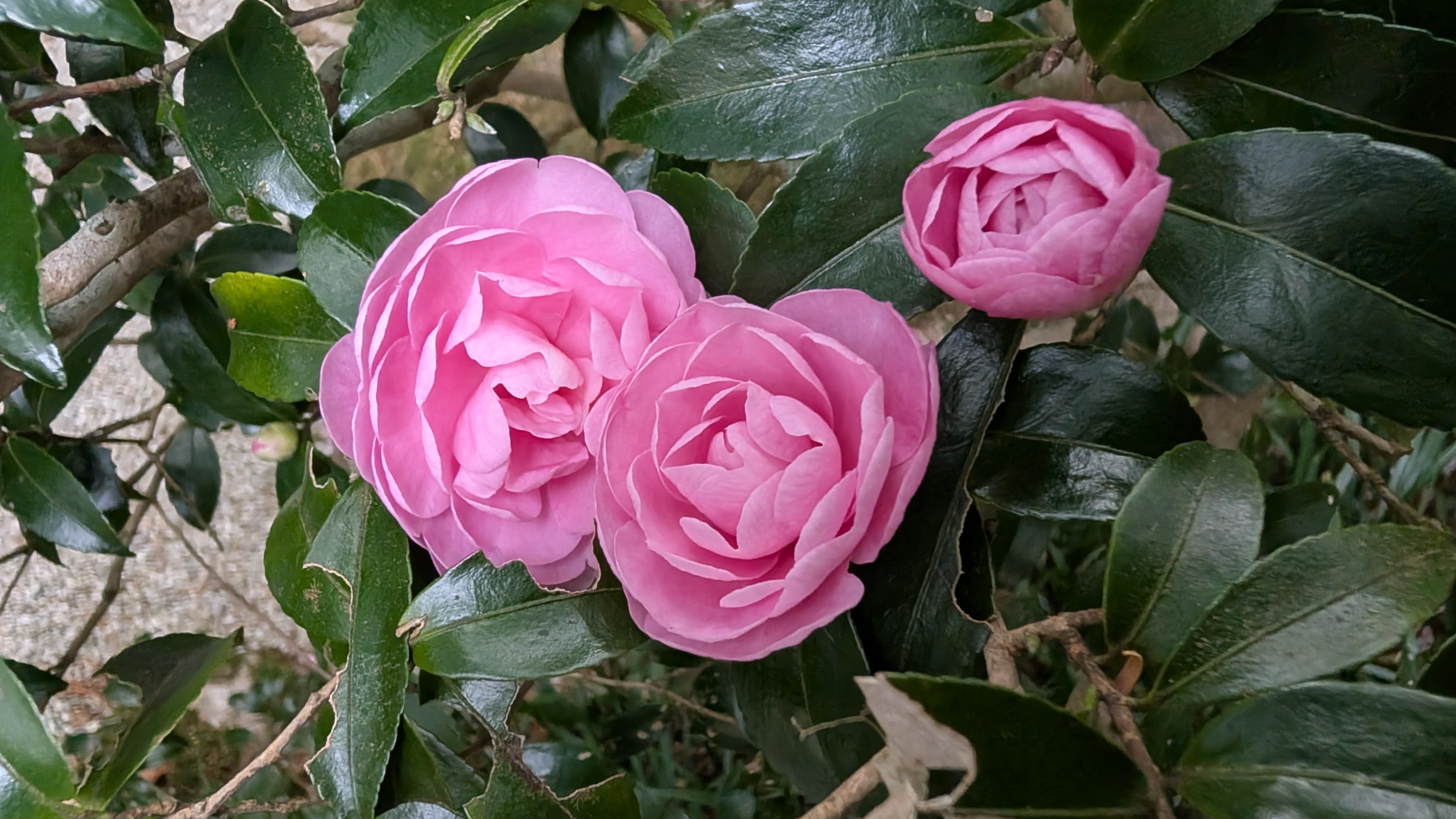 Blume