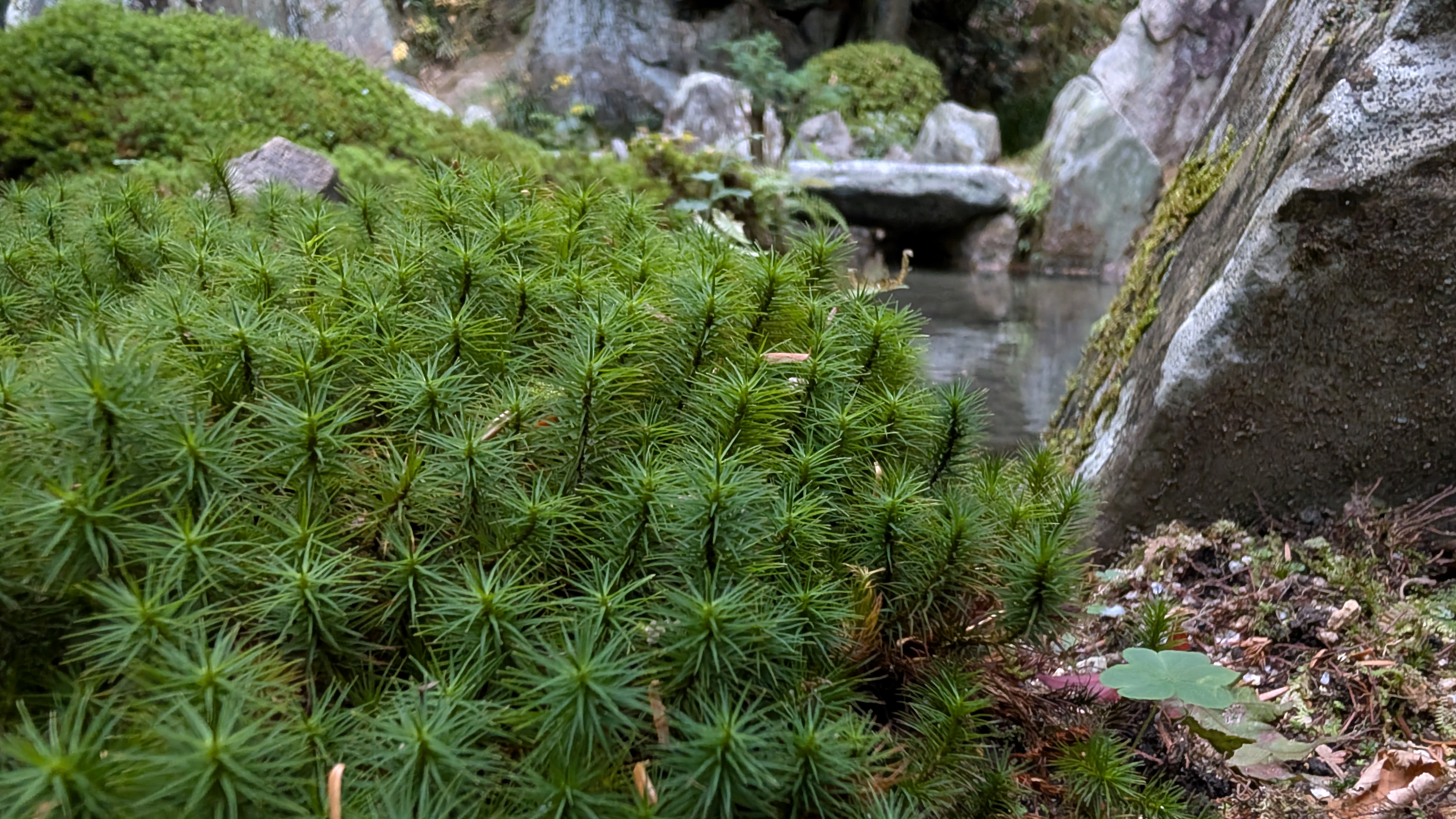 Bild aus dem Tempelgarten bei Tee